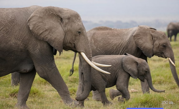 Sony E 70-350mm f/4.5-6.3 G OSS by  in  - EC MALL