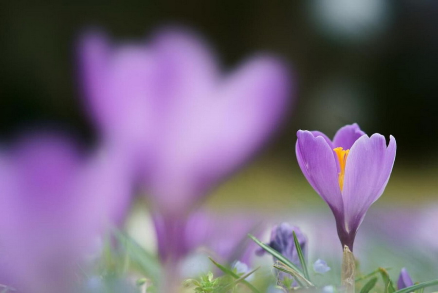 Sony FE 100mm f/2.8 STF GM OSS Lens by  in  - EC MALL