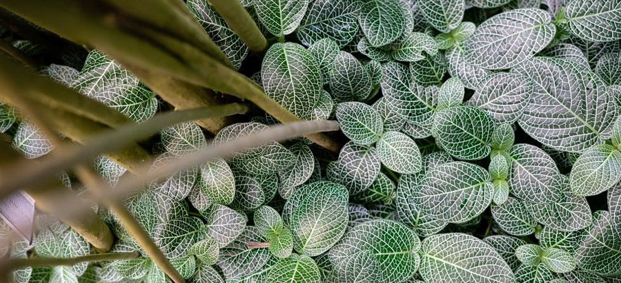 ZEISS Batis 40mm f/2 CF by  in  - EC MALL