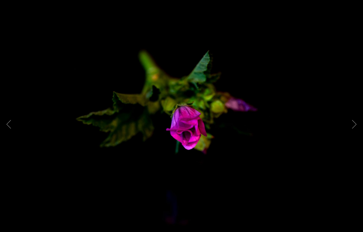 Tokina atx-i 100mm f/2.8 FF Macro by  in  - EC MALL