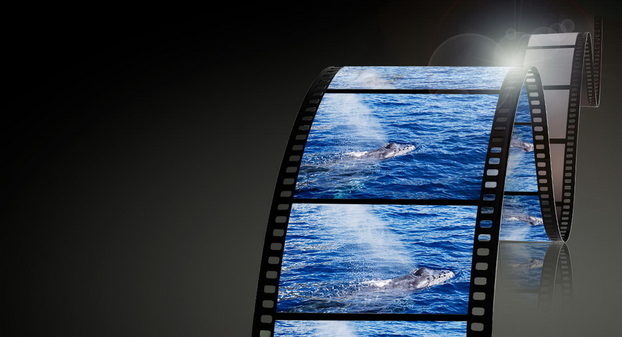 Panasonic Lumix S PRO 70-200mm f/4 O.I.S. (S-R70200GC) by  in  - EC MALL