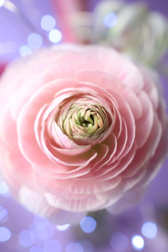 Canon RF 24-105mm f/4-7.1 IS STM Lens by  in  - EC MALL