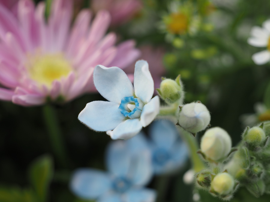 Olympus M.Zuiko Digital ED 12-45mm f/4 PRO by  in  - EC MALL