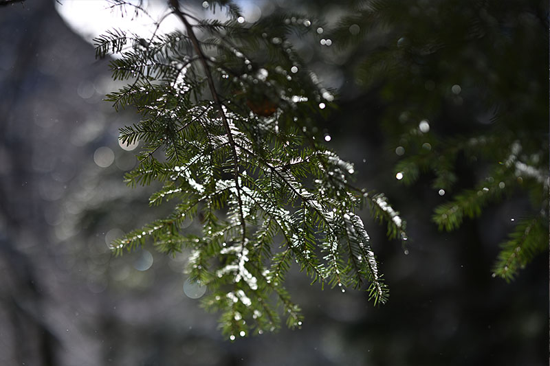 Nikon NIKKOR Z 58mm f/0.95 S Noct by  in  - EC MALL