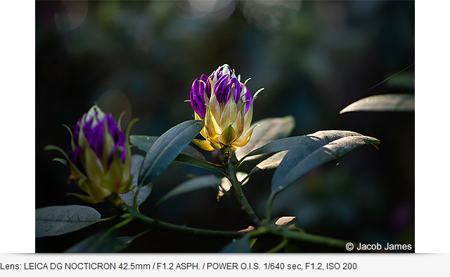 Panasonic Lumix DC-G100 (Clearance Sale มีจำนวนจำกัด) by  in  - EC MALL