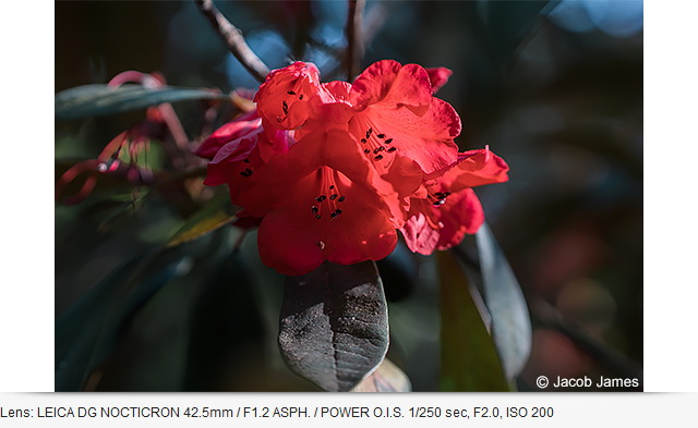 Panasonic Lumix DC-G100 (Clearance Sale มีจำนวนจำกัด) by  in  - EC MALL