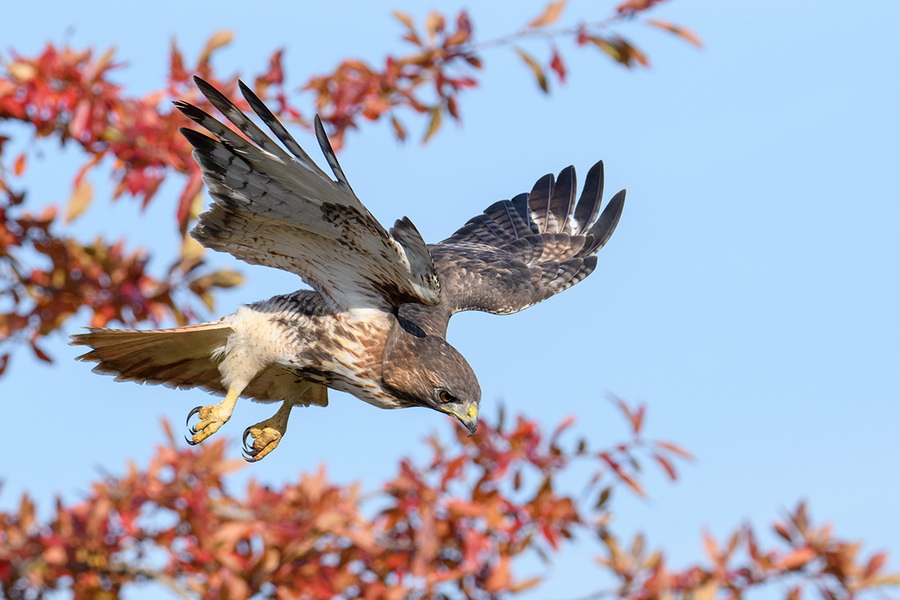 Tamron 28-200mm f/2.8-5.6 Di III RXD (Model A071) For Sony E by  in  - EC MALL