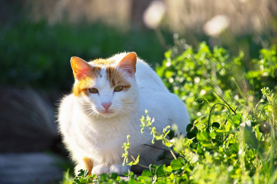 Tamron 28-200mm f/2.8-5.6 Di III RXD (Model A071) For Sony E by  in  - EC MALL