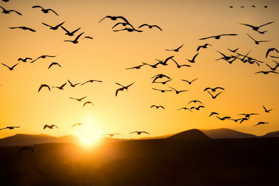 Tamron 28-200mm f/2.8-5.6 Di III RXD (Model A071) For Sony E by  in  - EC MALL