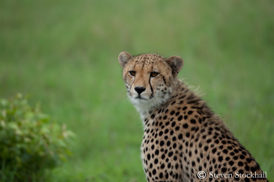 Tamron 28-200mm f/2.8-5.6 Di III RXD (Model A071) For Sony E by  in  - EC MALL