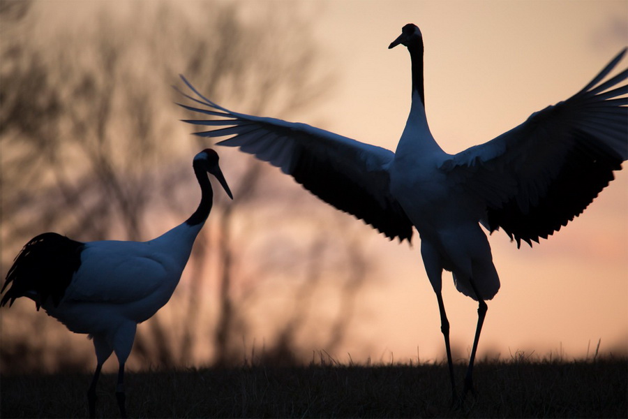 Tamron 28-200mm f/2.8-5.6 Di III RXD (Model A071) For Sony E by  in  - EC MALL