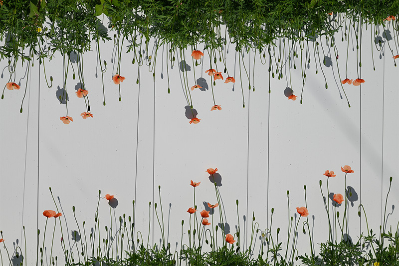 Nikon Z5 by  in  - EC MALL