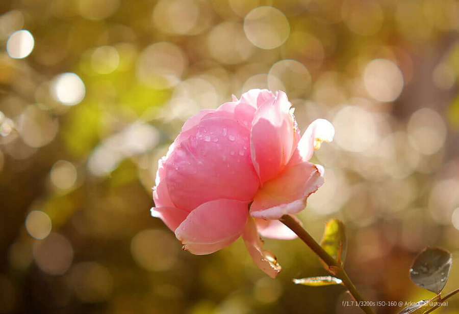 Yongnuo YN 42.5mm f/1.7 For Micro Four Thirds (Panasonic & Olympus) by  in  - EC MALL