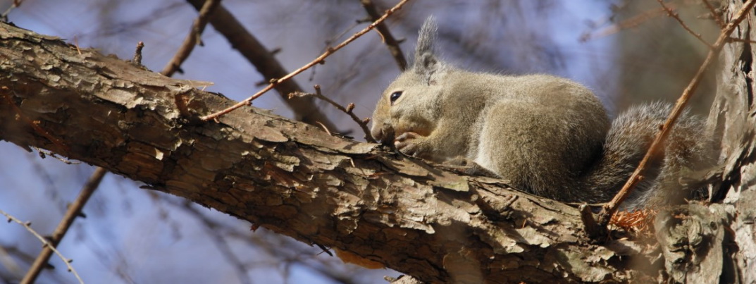Canon Extender RF 1.4x by  in  - EC MALL