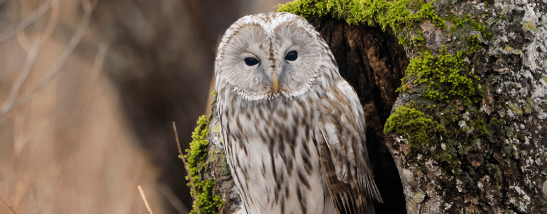 Canon Extender RF 2.0x by  in  - EC MALL