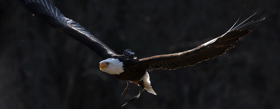 Canon RF 100-500mm f/4.5-7.1L IS USM Lens by  in  - EC MALL