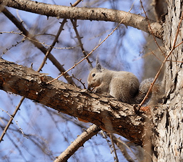 Canon RF 600mm f/11 IS STM Lens by  in  - EC MALL