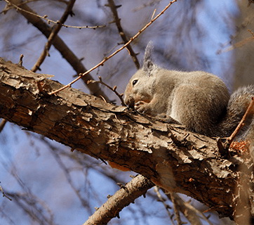 Canon RF 600mm f/11 IS STM Lens by  in  - EC MALL