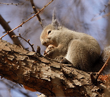 Canon RF 600mm f/11 IS STM Lens by  in  - EC MALL
