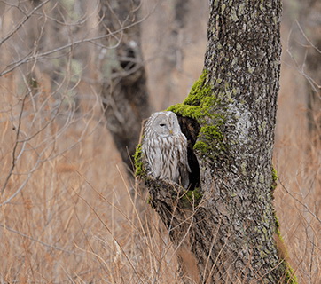 Canon RF 600mm f/11 IS STM Lens by  in  - EC MALL