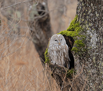 Canon RF 600mm f/11 IS STM Lens by  in  - EC MALL