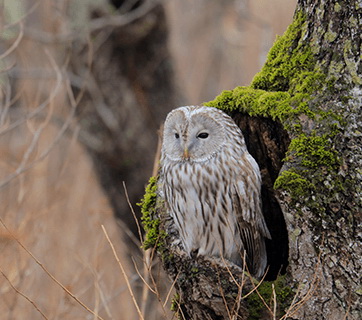 Canon RF 600mm f/11 IS STM Lens by  in  - EC MALL
