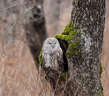 Canon RF 800mm f/11 IS STM by  in  - EC MALL
