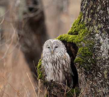 Canon RF 800mm f/11 IS STM by  in  - EC MALL