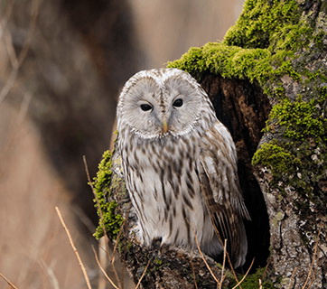 Canon RF 800mm f/11 IS STM by  in  - EC MALL