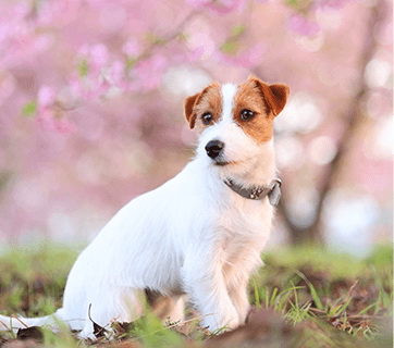 Canon RF 85mm f/2 Macro IS STM Lens by  in  - EC MALL