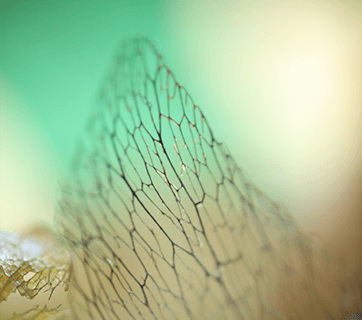 Canon RF 85mm f/2 Macro IS STM Lens by  in  - EC MALL