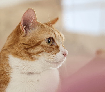 Canon RF 85mm f/2 Macro IS STM Lens by  in  - EC MALL