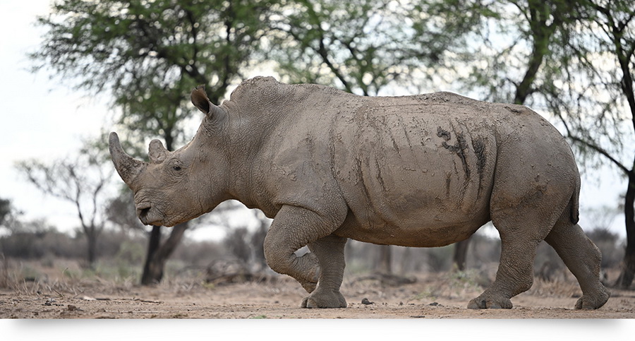 Nikon NIKKOR Z 70-200mm f/2.8 VR S Lens by  in  - EC MALL