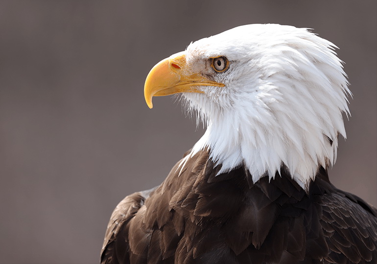 Canon RF 100-500mm f/4.5-7.1L IS USM Lens by  in  - EC MALL