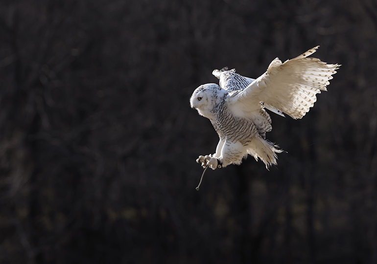 Canon RF 100-500mm f/4.5-7.1L IS USM Lens by  in  - EC MALL