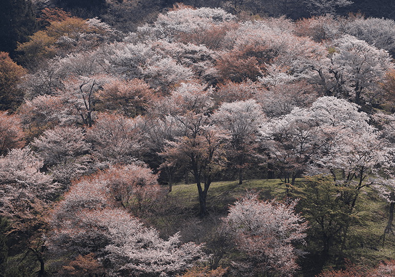 Canon RF 100-500mm f/4.5-7.1L IS USM Lens by  in  - EC MALL
