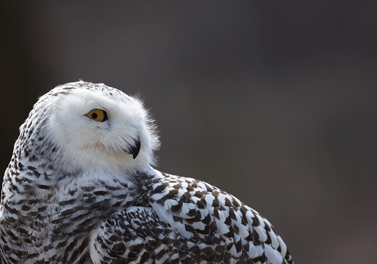 Canon RF 100-500mm f/4.5-7.1L IS USM Lens by  in  - EC MALL