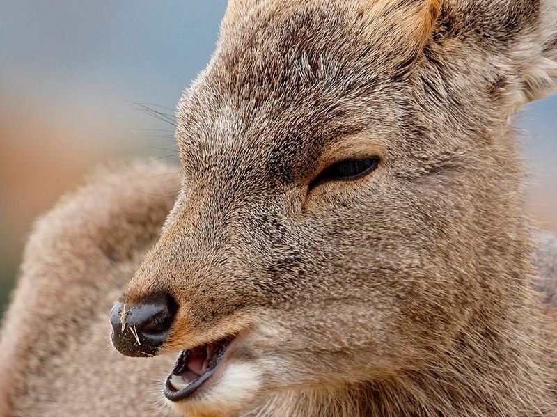 Canon RF 600mm f/11 IS STM Lens by  in  - EC MALL