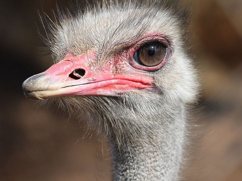 Canon RF 600mm f/11 IS STM Lens by  in  - EC MALL