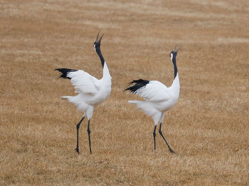 Canon RF 600mm f/11 IS STM Lens by  in  - EC MALL