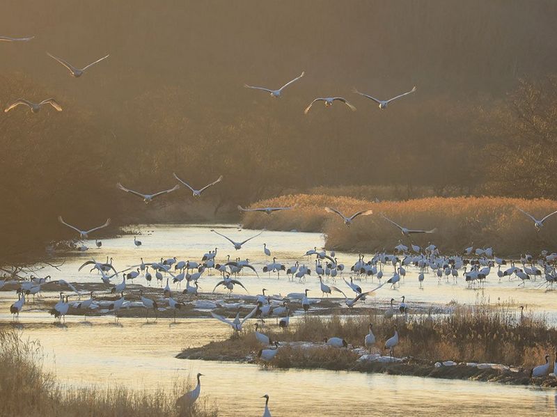 Canon RF 600mm f/11 IS STM Lens by  in  - EC MALL