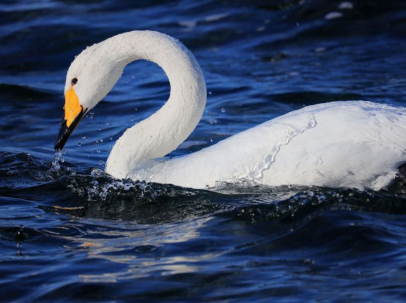 Canon RF 600mm f/11 IS STM Lens by  in  - EC MALL