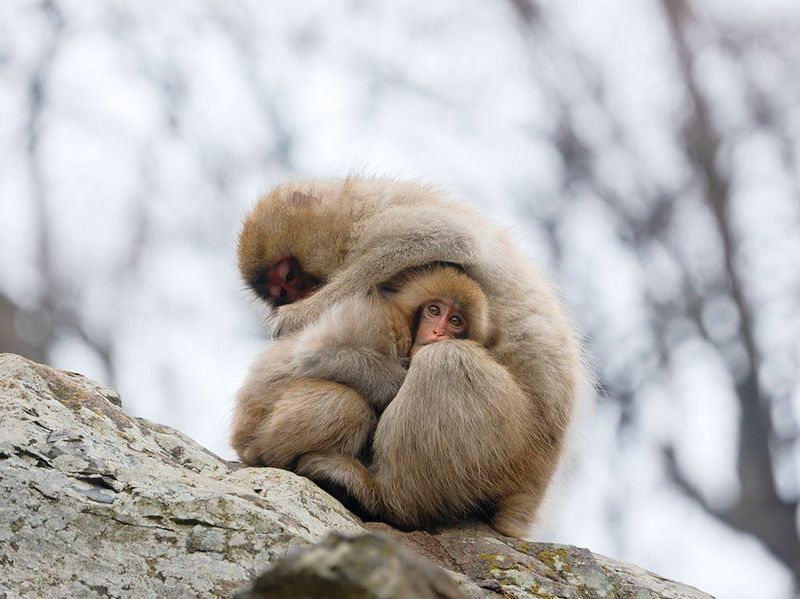 Canon RF 600mm f/11 IS STM Lens by  in  - EC MALL