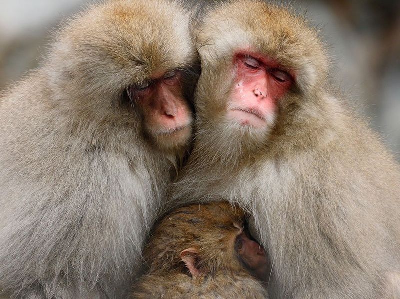 Canon RF 600mm f/11 IS STM Lens by  in  - EC MALL