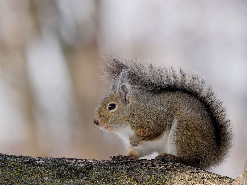 Canon RF 600mm f/11 IS STM Lens by  in  - EC MALL