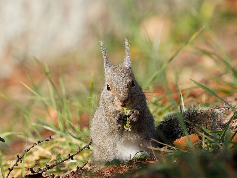 Canon RF 600mm f/11 IS STM Lens by  in  - EC MALL
