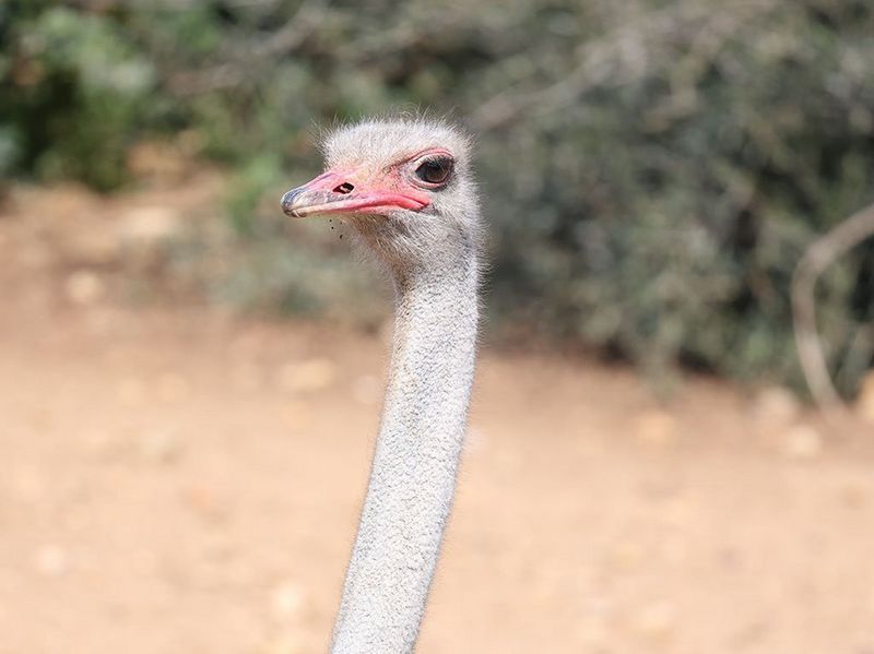 Canon RF 600mm f/11 IS STM Lens by  in  - EC MALL