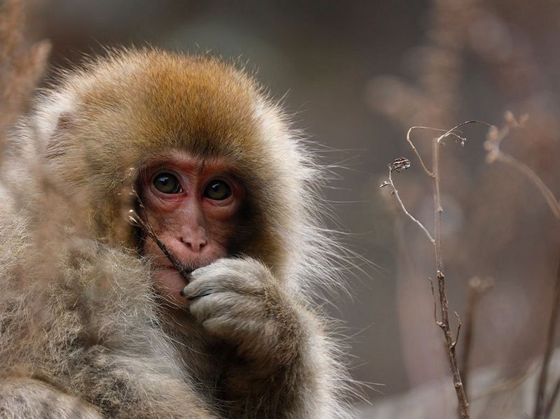 Canon RF 800mm f/11 IS STM by  in  - EC MALL