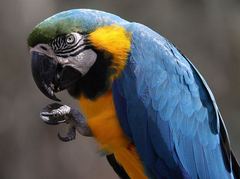 Canon RF 800mm f/11 IS STM by  in  - EC MALL