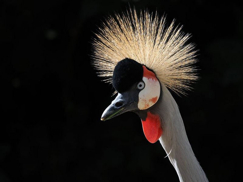 Canon RF 800mm f/11 IS STM by  in  - EC MALL